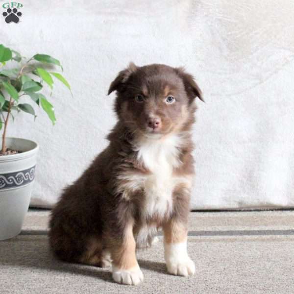 Nova, Australian Shepherd Puppy