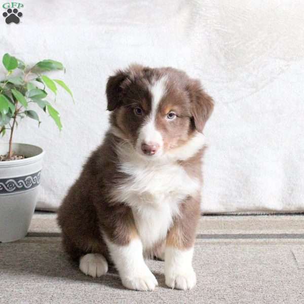 Nugget, Australian Shepherd Puppy