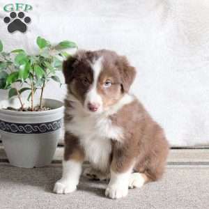 Nugget, Australian Shepherd Puppy