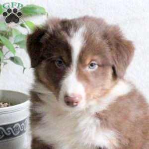 Nugget, Australian Shepherd Puppy