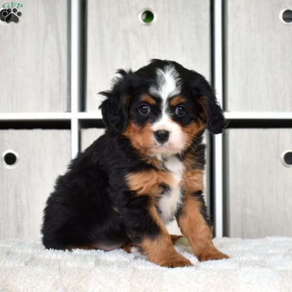 Oakley, Miniature Bernese Mountain Dog Puppy