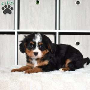 Oakley, Miniature Bernese Mountain Dog Puppy