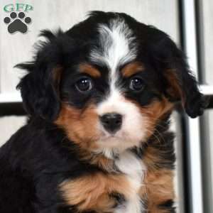 Oakley, Miniature Bernese Mountain Dog Puppy