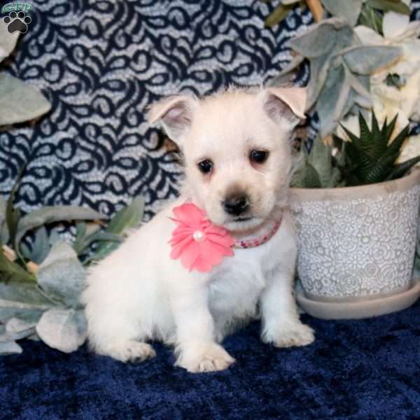 Oaklyn, West Highland Terrier Puppy