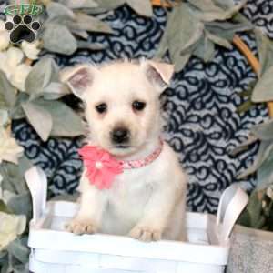Oaklyn, West Highland Terrier Puppy