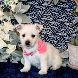 Oaklyn, West Highland Terrier Puppy