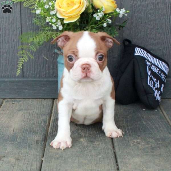 Odessa, Boston Terrier Puppy