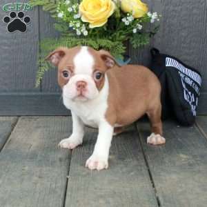 Odessa, Boston Terrier Puppy