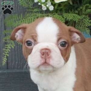 Odessa, Boston Terrier Puppy