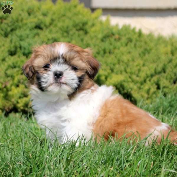 Odette, Shih Tzu Puppy