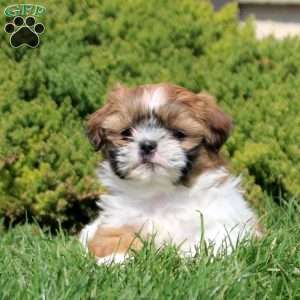 Odette, Shih Tzu Puppy