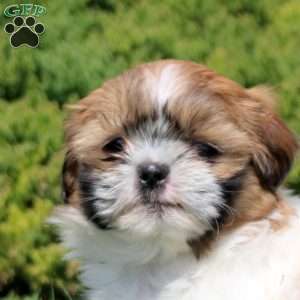 Odette, Shih Tzu Puppy