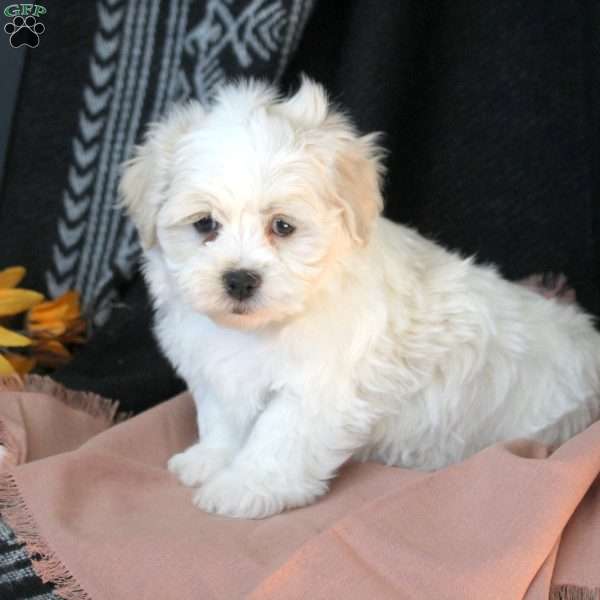 Odie, Teddy Bear Puppy