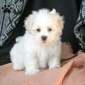 Odie, Teddy Bear Puppy