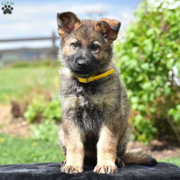 Olanda, German Shepherd Puppy