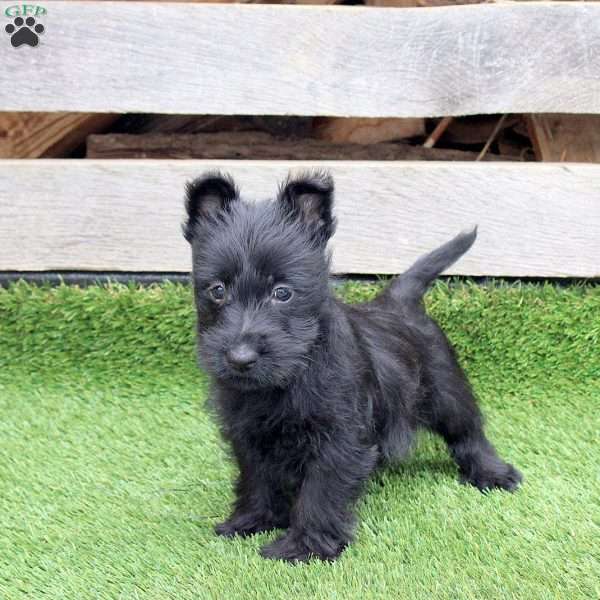 Olissa, Scottish Terrier Mix Puppy