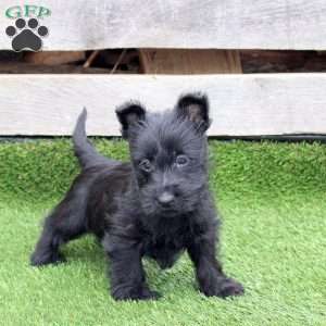Olissa, Scottish Terrier Mix Puppy