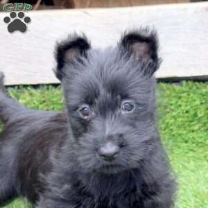 Olissa, Scottish Terrier Mix Puppy
