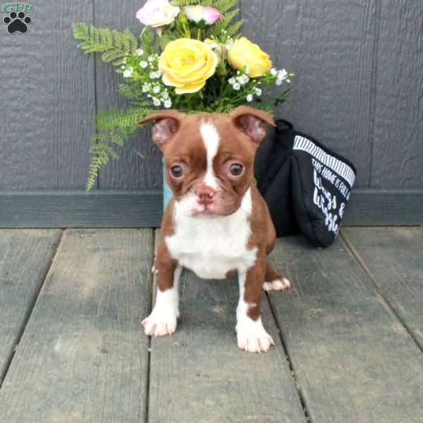 Olive, Boston Terrier Puppy