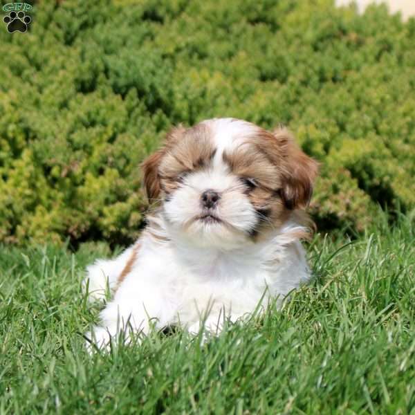 Olive, Shih Tzu Puppy