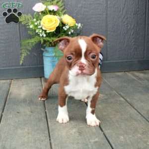 Olive, Boston Terrier Puppy