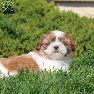 Olive, Shih Tzu Puppy