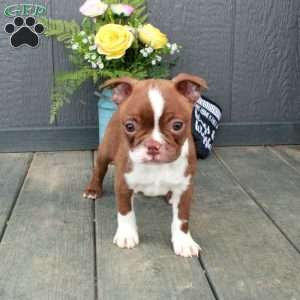 Olive, Boston Terrier Puppy