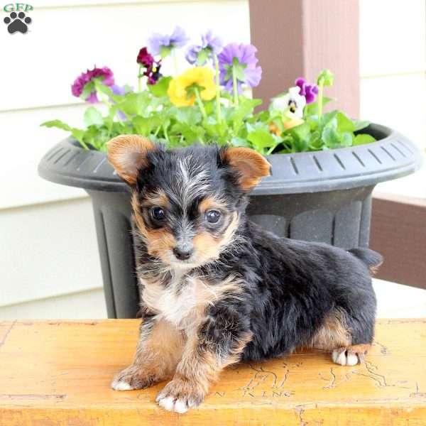 Oliver, Yorkie Puppy