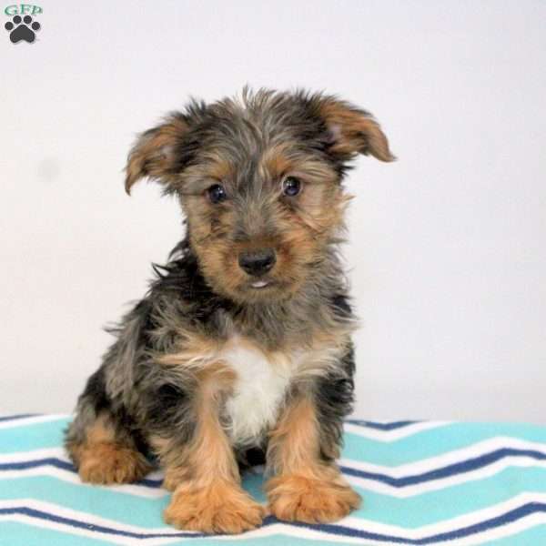 Oliver, Yorkie Puppy