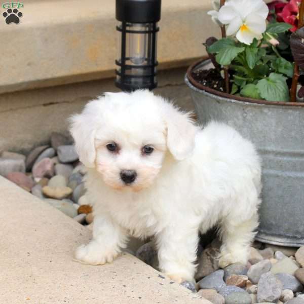 Oliver, Bichon Frise Puppy