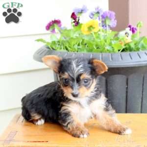 Oliver, Yorkie Puppy
