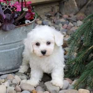 Oliver, Bichon Frise Puppy