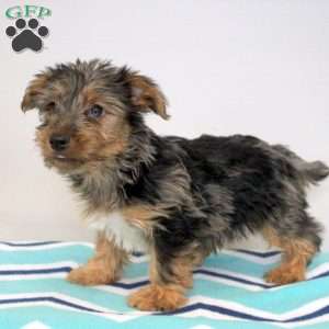 Oliver, Yorkie Puppy