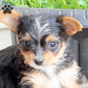 Oliver, Yorkie Puppy