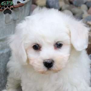 Oliver, Bichon Frise Puppy