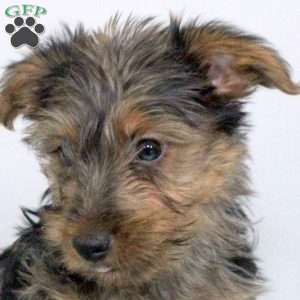 Oliver, Yorkie Puppy