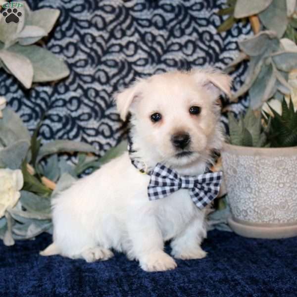 Oliver, West Highland Terrier Puppy
