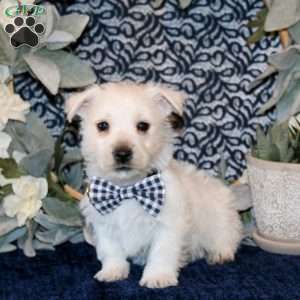 Oliver, West Highland Terrier Puppy