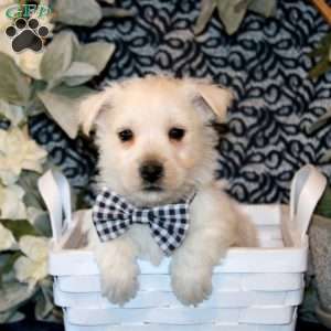 Oliver, West Highland Terrier Puppy