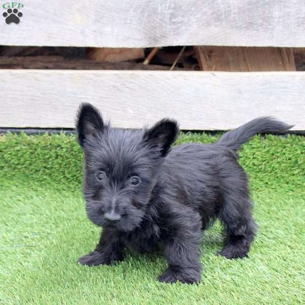 Olivia, Scottish Terrier Mix Puppy
