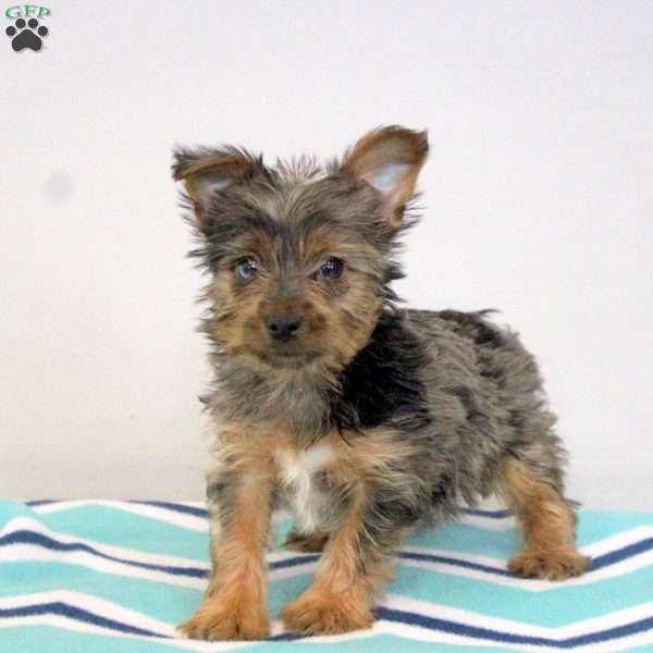 Olivia, Yorkie Puppy
