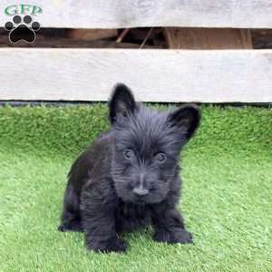Olivia, Scottish Terrier Mix Puppy