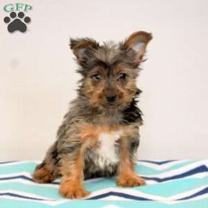 Olivia, Yorkie Puppy