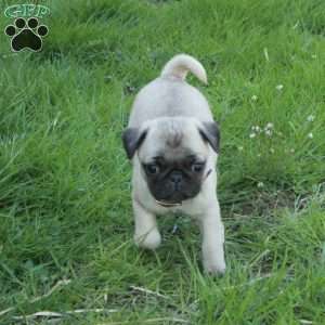 Olivia, Pug Puppy