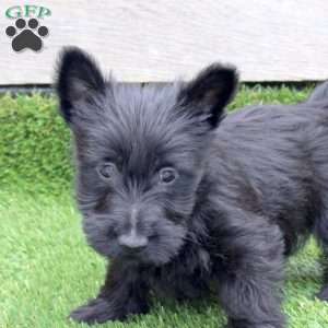 Olivia, Scottish Terrier Mix Puppy