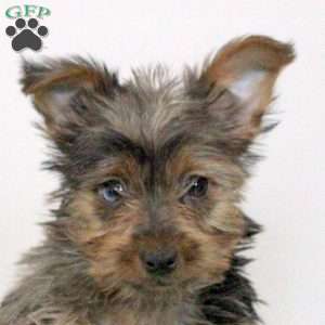 Olivia, Yorkie Puppy