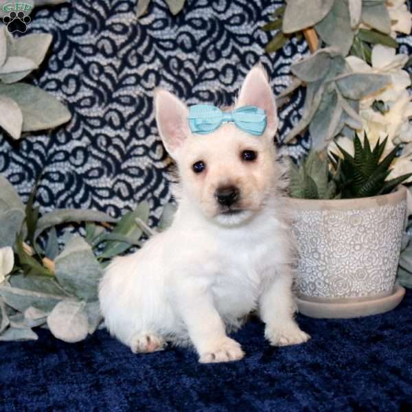 Olivia, West Highland Terrier Puppy
