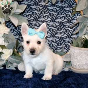 Olivia, West Highland Terrier Puppy