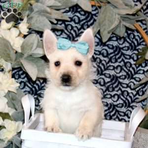 Olivia, West Highland Terrier Puppy