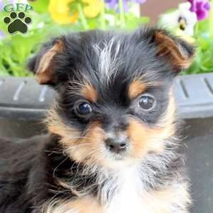 Ollie, Yorkie Puppy